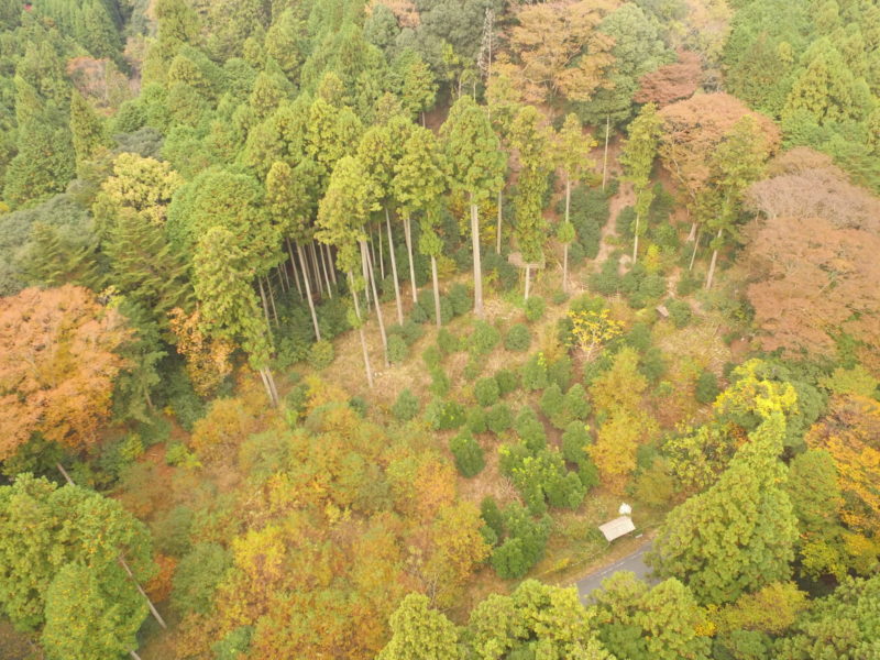 ツシマヤマネコと共生する地域森林管理行動計画
