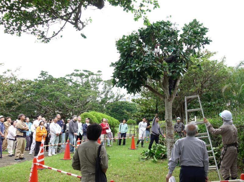 沖縄緑化樹木剪定調査