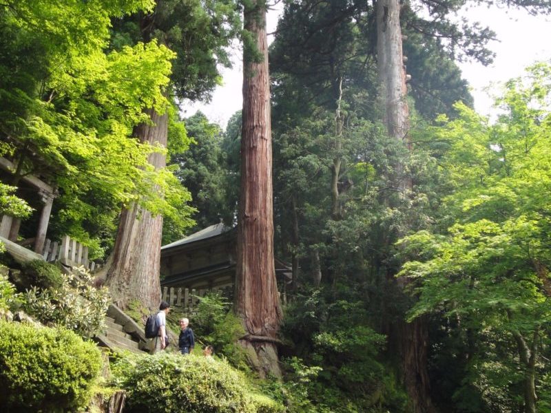 大本山永平寺伽藍周辺樹木（スギ巨木）維持管理計画