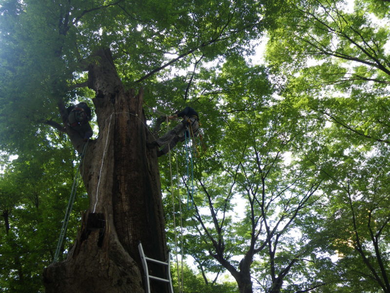 国指定天然記念物　ケヤキ並木保全対策調査・保存管理計画